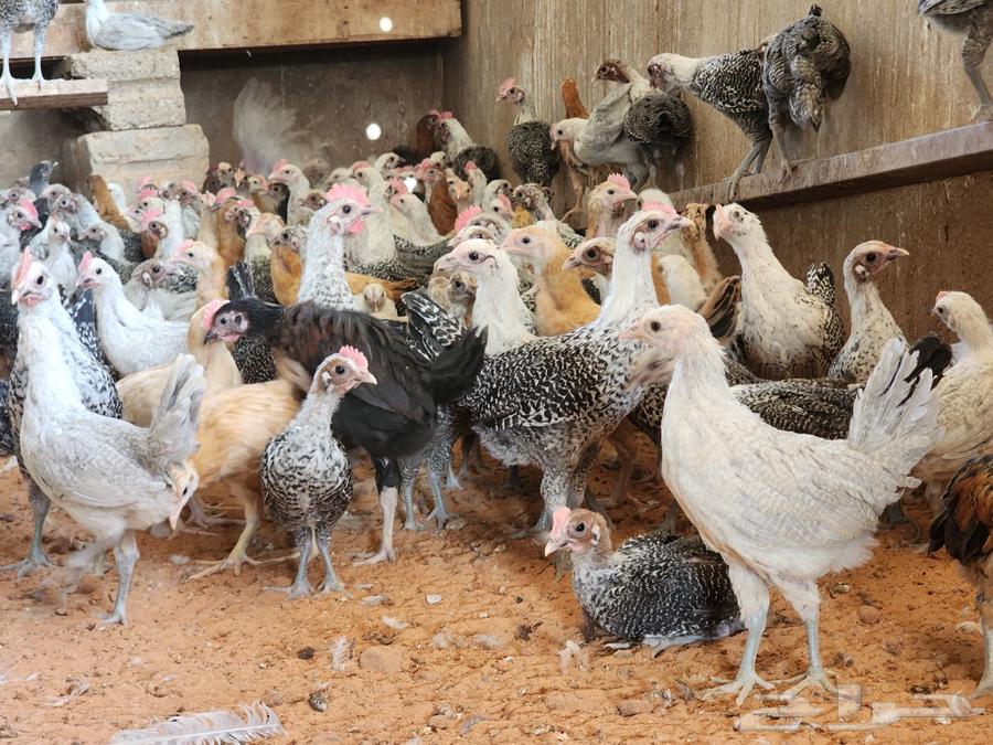 دجاج عمر شهرين في شقراء63085581169795110