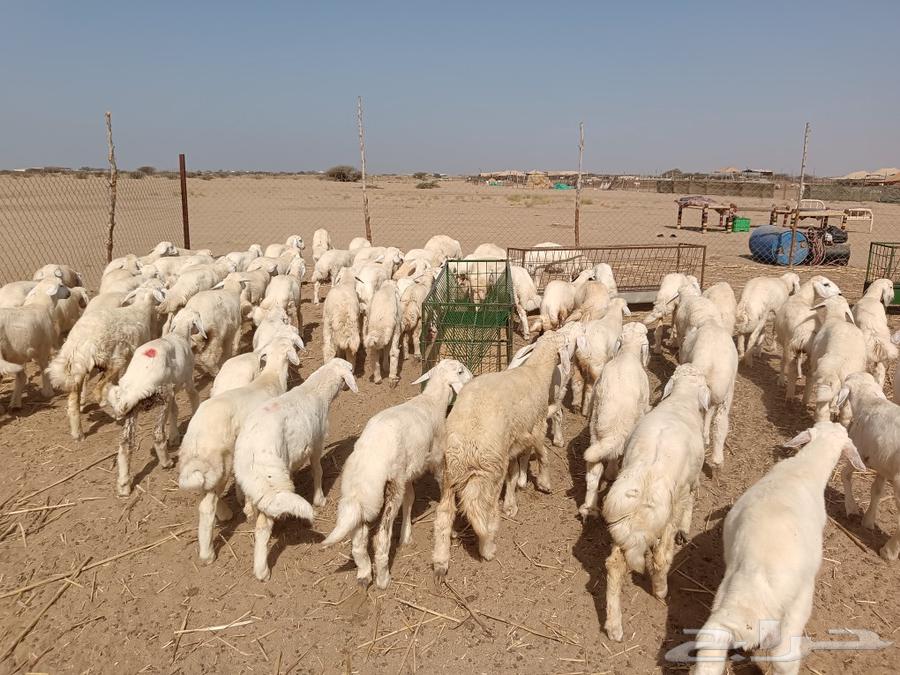 Number 88 calves 58 females 30 age from 3 to 5 months including 48 sacrificed63085125396227112