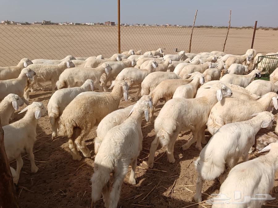 Number 88 calves 58 females 30 age from 3 to 5 months including 48 sacrificed63085125396227111