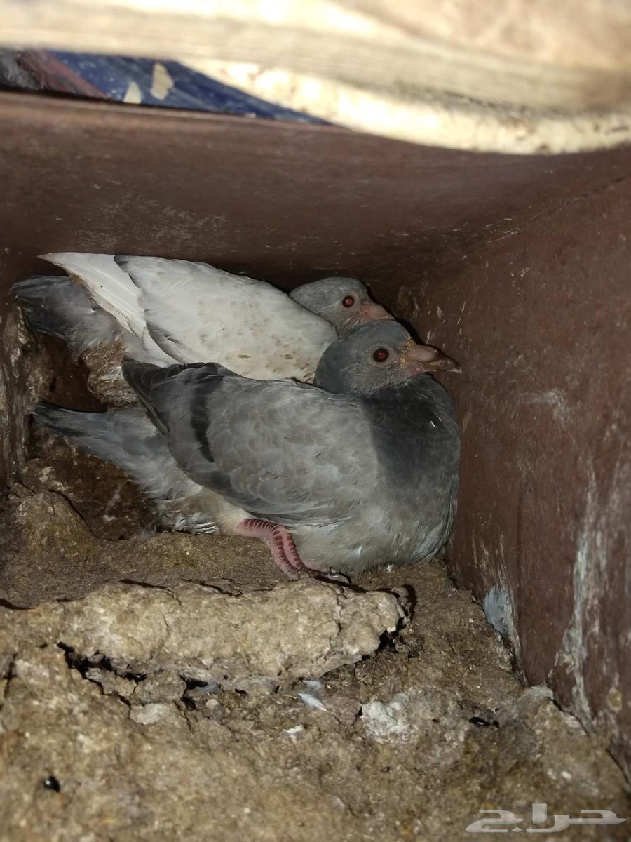 Roosters Pigeons Large Sizes63085146427907111