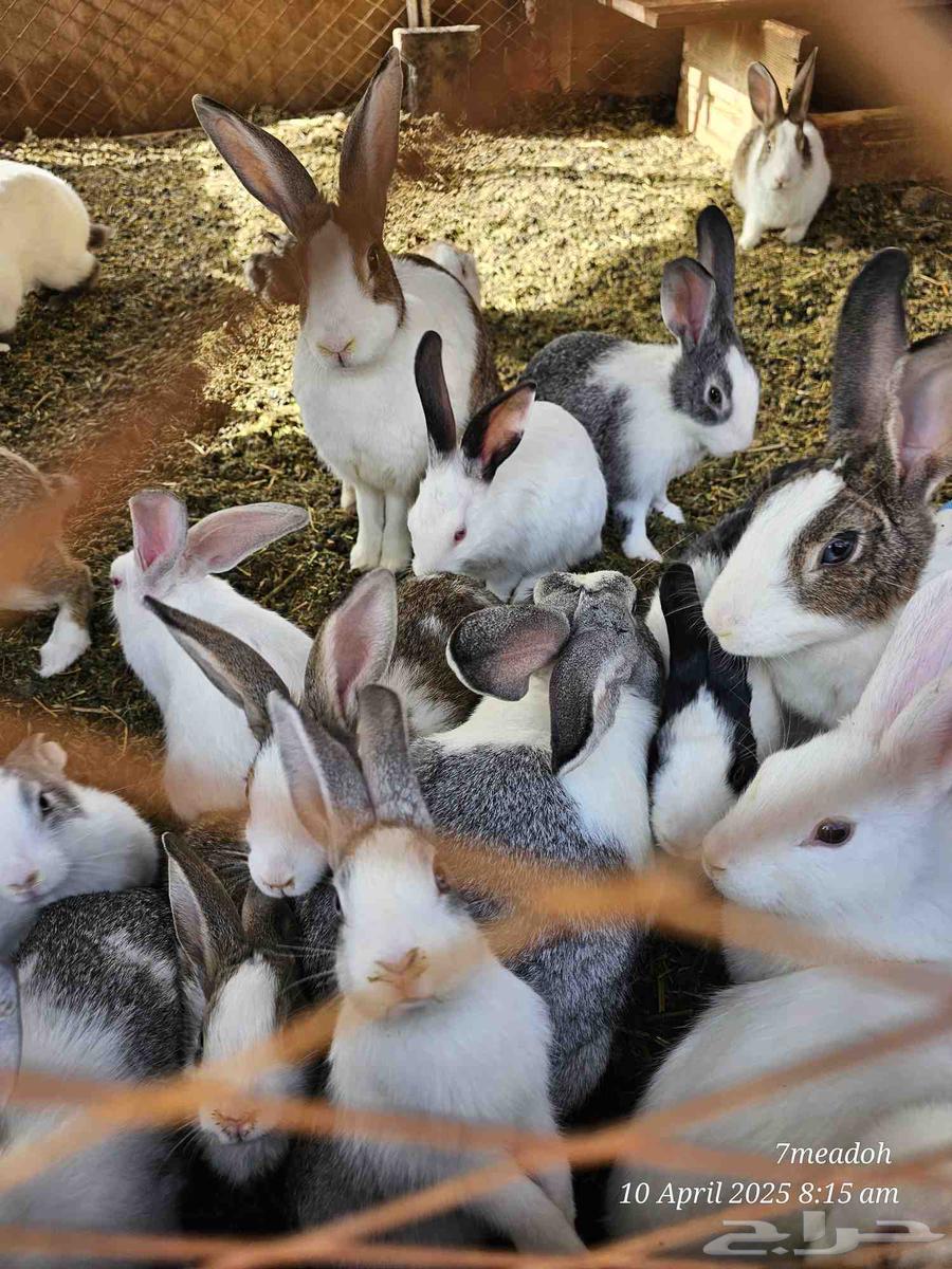 Rabbits for sale (30 riyals including delivery per unit)63085546900610113