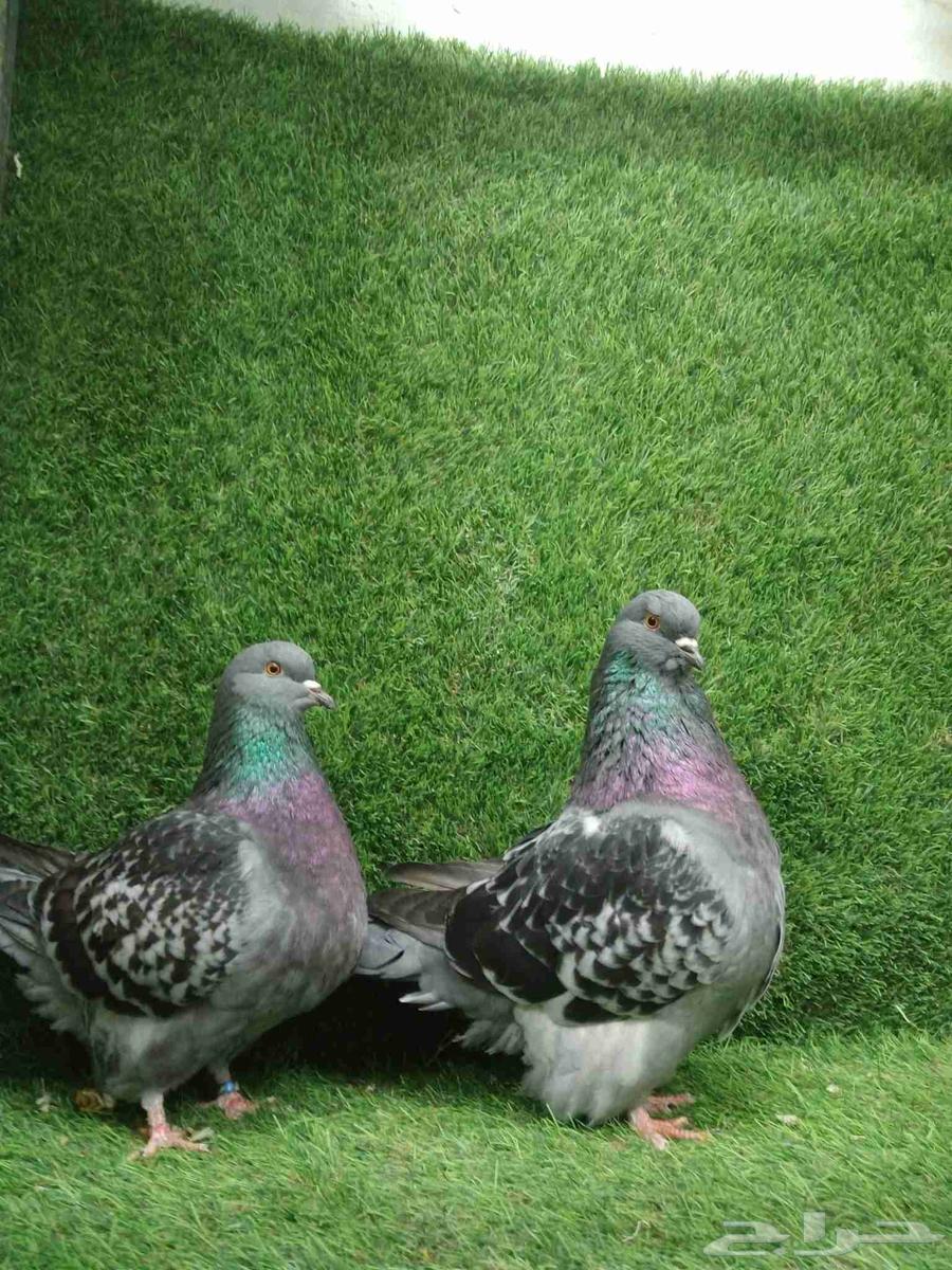 Mondain carpet bath63473325272067112