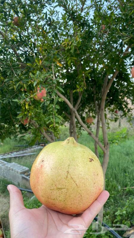 Pomegranate seedlings package630974693911061112
