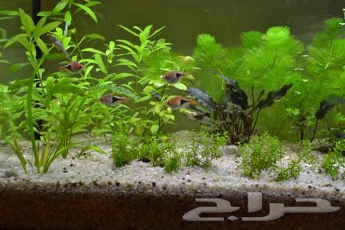 3 kilos of sand for fish tanks and water basins63084715486978113