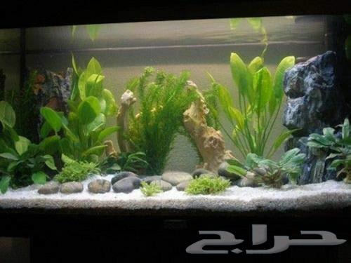 3 kilos of sand for fish tanks and water basins63084715486978112
