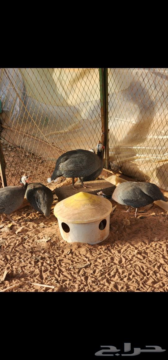 Ethiopian chicken for sale63084741317890113