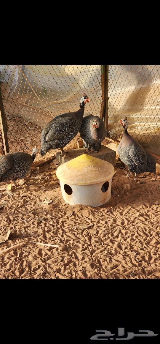 Ethiopian chicken for sale63084741317890111