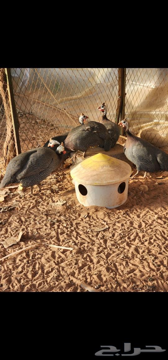 Ethiopian chicken for sale63084741317890112