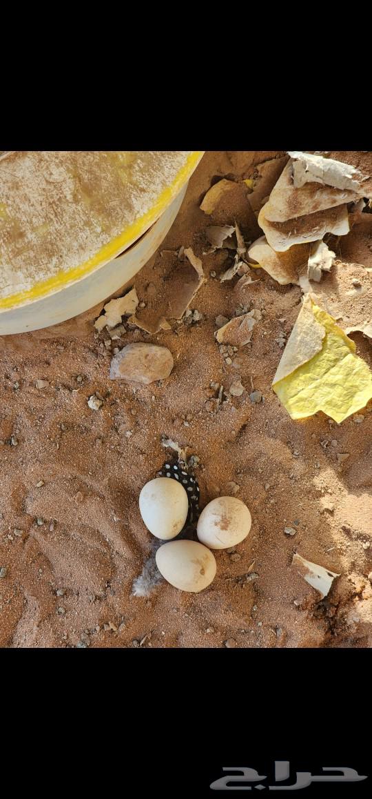 Ethiopian chicken for sale63084741317890114