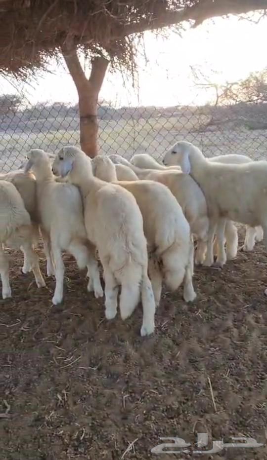 I have an Italian mare (Sold)63084311223427113