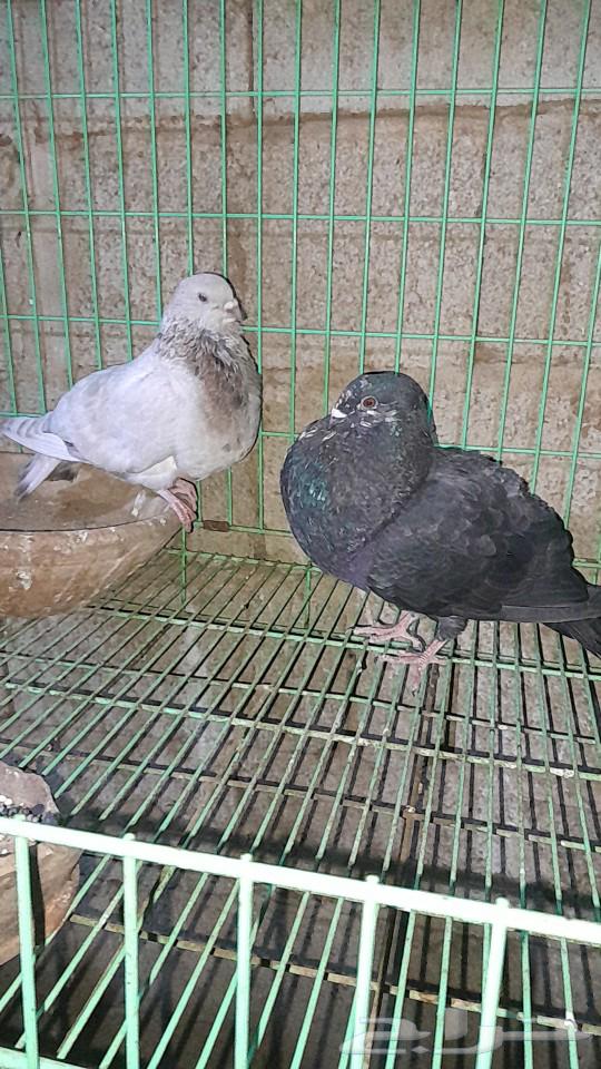 نفاخ اسباني63085556250882112