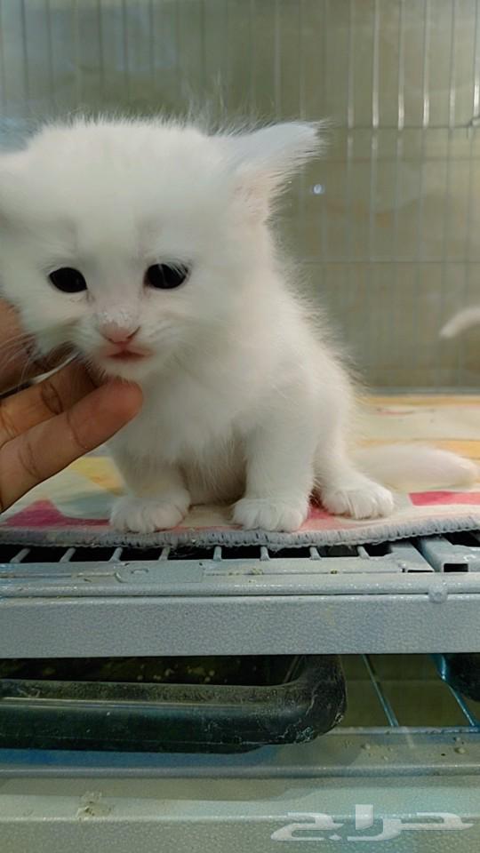 cat63084741511811112