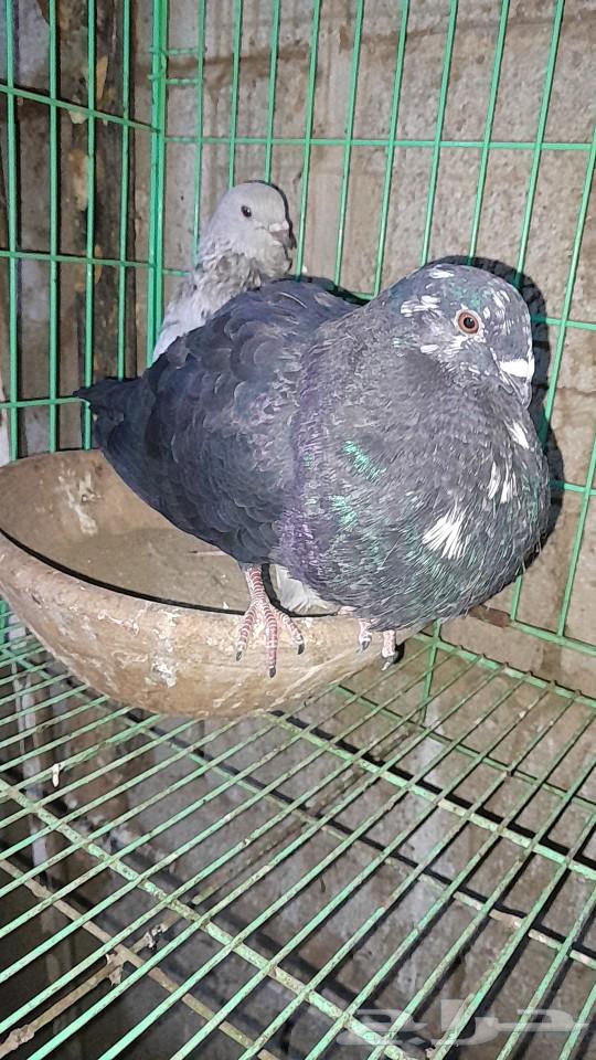 نفاخ اسباني63085556250882111
