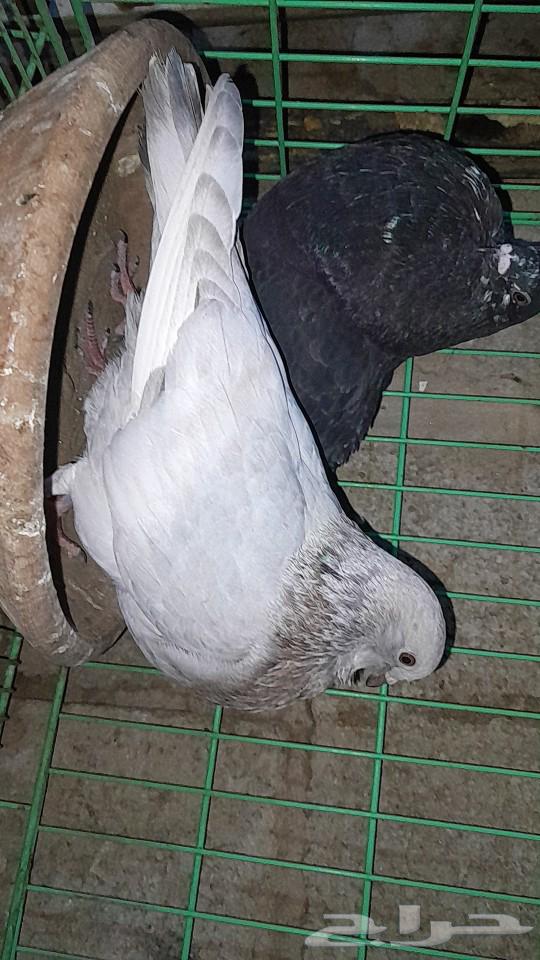 نفاخ اسباني630855562508821117