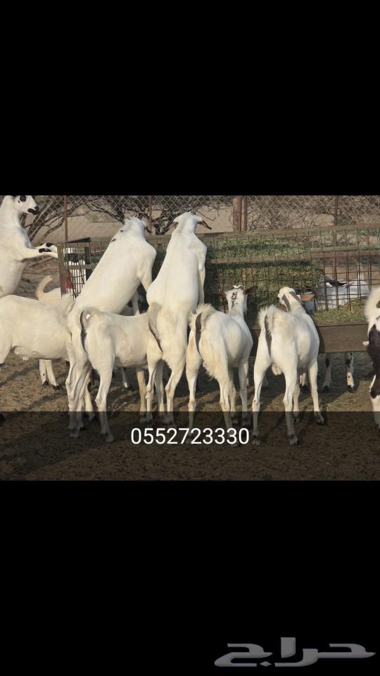 Slaughter for sale on occasions, contact mobile number63085151174401111
