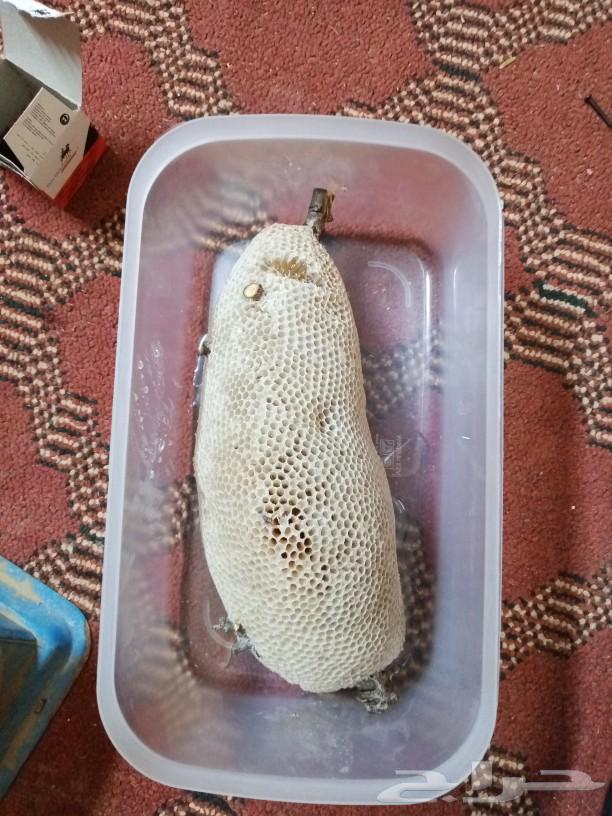 Natural bee honey, flowers without feeding, reasonable prices. Contact via WhatsApp or At63085973814273112
