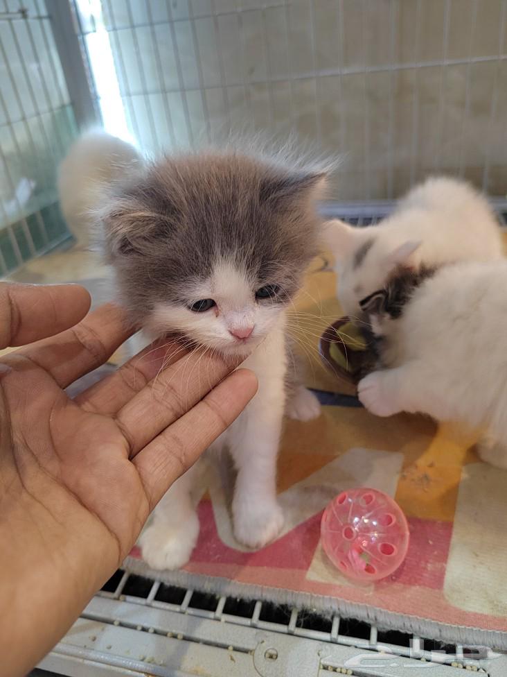 cat63084741511811114