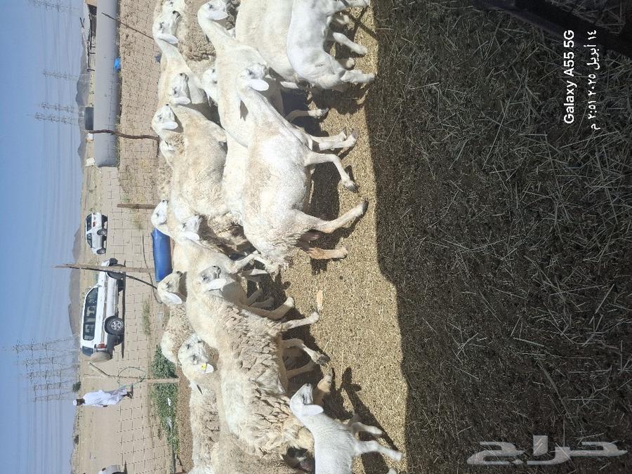 They are displaying each one more prestigious than the other, 70 with her 73 and 26rakhla in full stallion63083068596225113