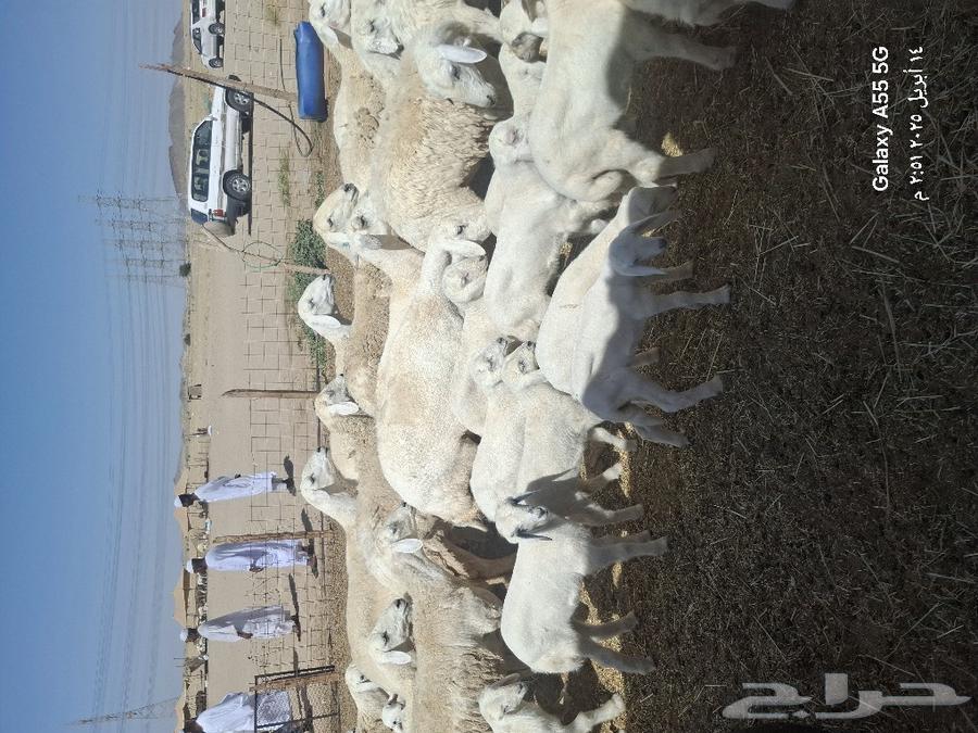 They are displaying each one more prestigious than the other, 70 with her 73 and 26rakhla in full stallion63083068596225111