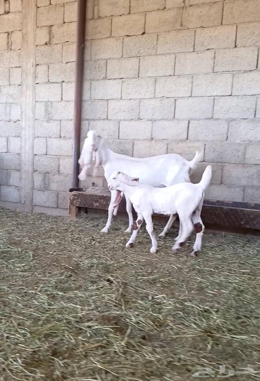 A luxurious goat developer, sin and side, and highness, God willing, blessed be God63082699452802112