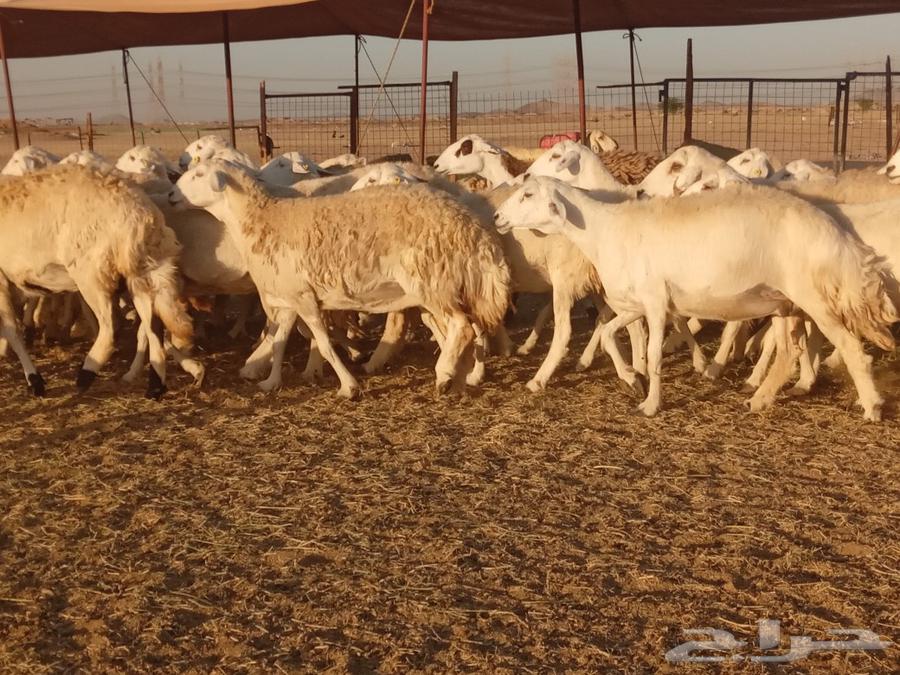 What Allah wills and Allah blesses, I present to you the best of the free sheep with detailed specifications63083048971906112