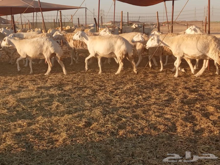 What Allah wills and Allah blesses, I present to you the best of the free sheep with detailed specifications63083048971906114