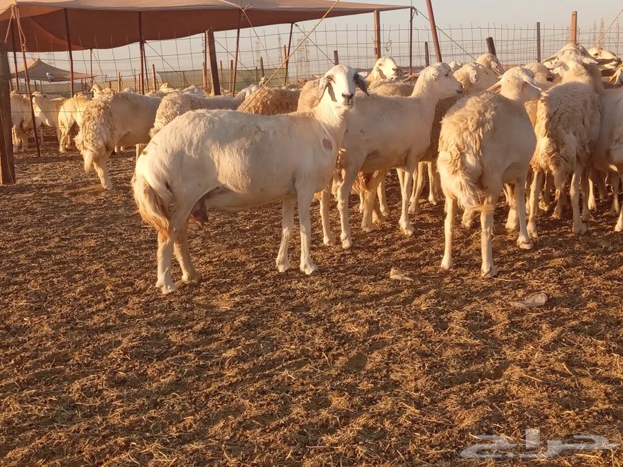 What Allah wills and Allah blesses, I present to you the best of the free sheep with detailed specifications63083048971906111