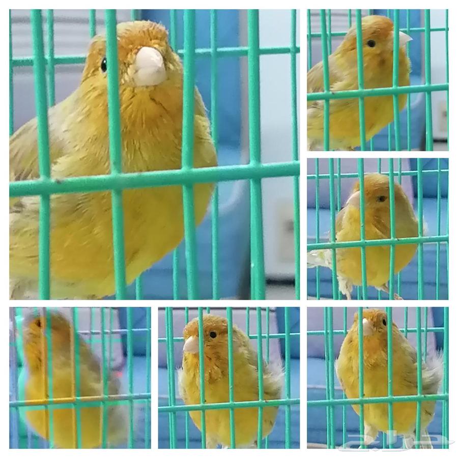كناري تغريد مميز مختلف عن العادي63083040061441111