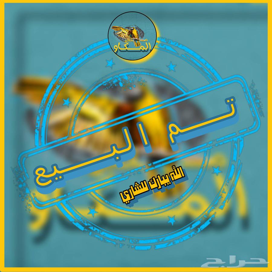 ببغاء روز اليف متكلم (تم البيع)632105490538251126