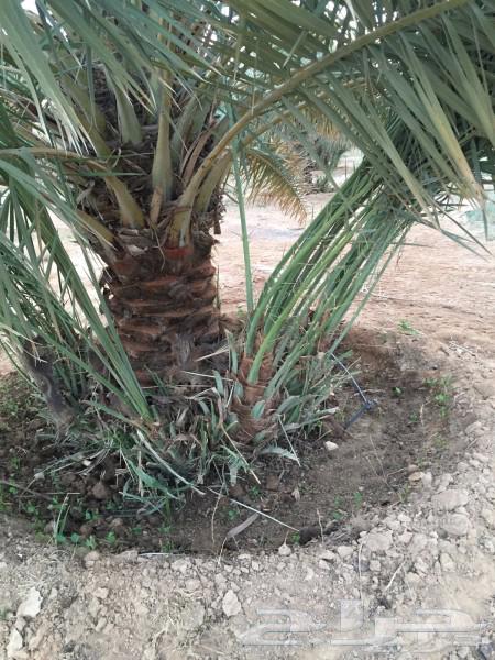 قلع وركز وتوريد فروخ ونخيل عربي واشنطن شبوك مزارع شبوك طرقات63016939163651112