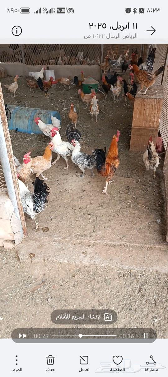 16 ديك للبيع63083039812483110
