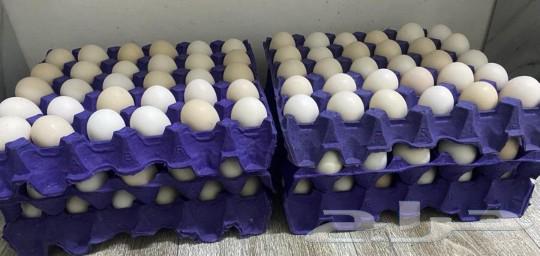 New local eggs for the meal table63083904753410110