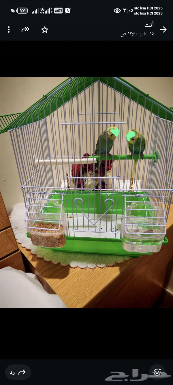 Nice birds for sale in good condition with food63083068724099111