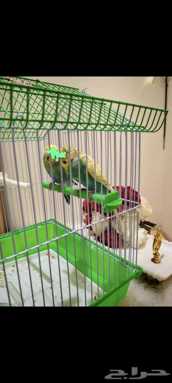 Nice birds for sale in good condition with food63083068724099111