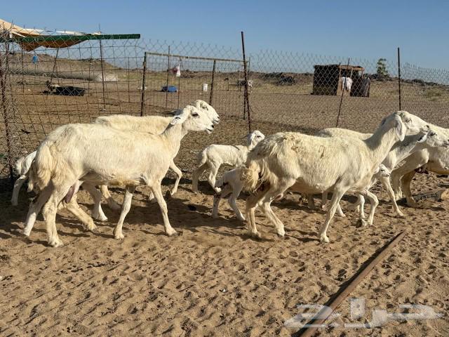 14 good qualities of sheep freedoms, 14 under them63082278561153113