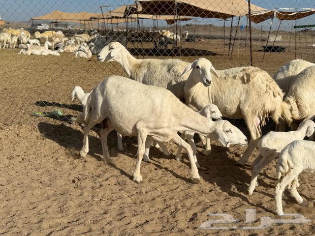 14 good qualities of sheep freedoms, 14 under them63082278561153112