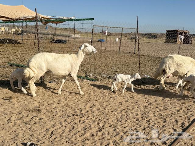 14 good qualities of sheep freedoms, 14 under them63082278561153114