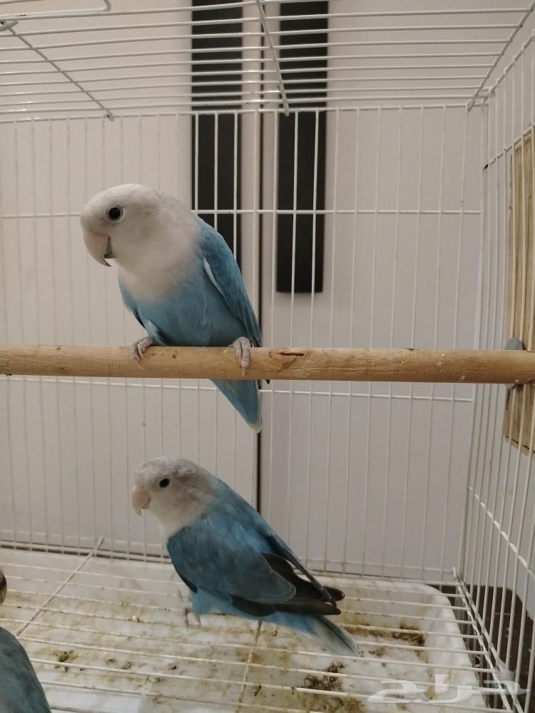 روز فايلوت اوبلاين63083480008577114