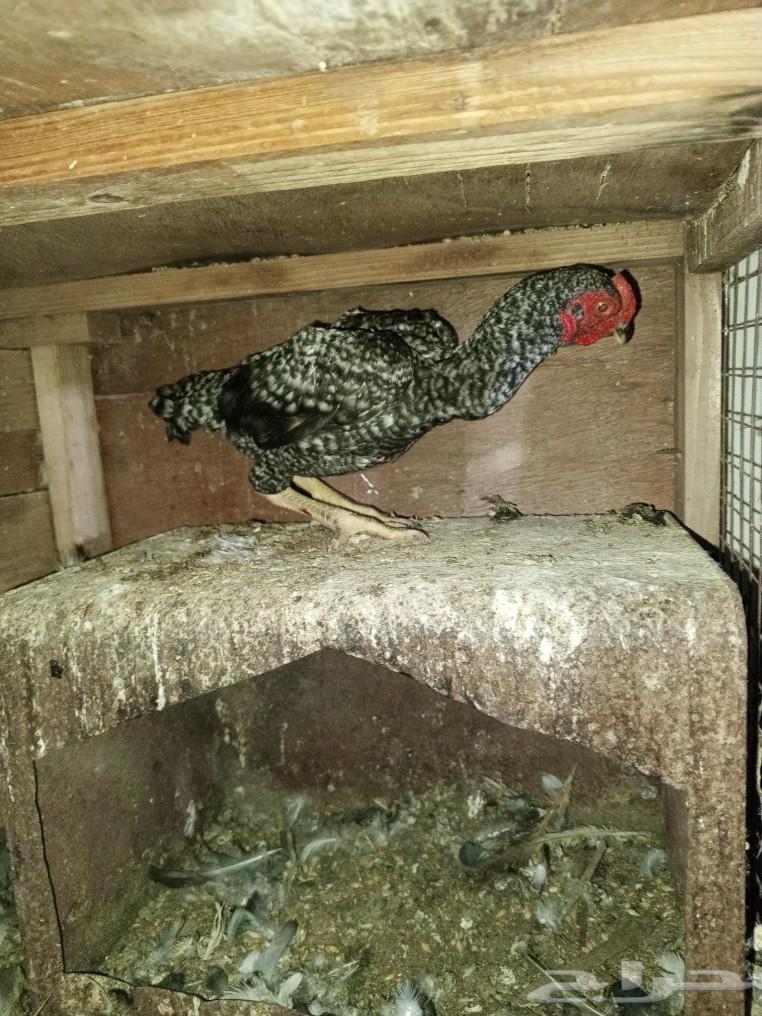 Three small dwarf roosters for sale63083479643393114