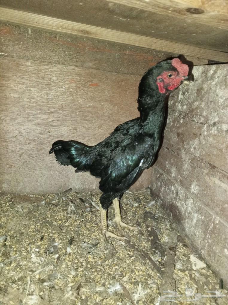 Three small dwarf roosters for sale63083479643393111