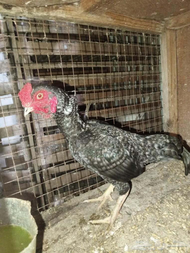 Three small dwarf roosters for sale63083479643393113