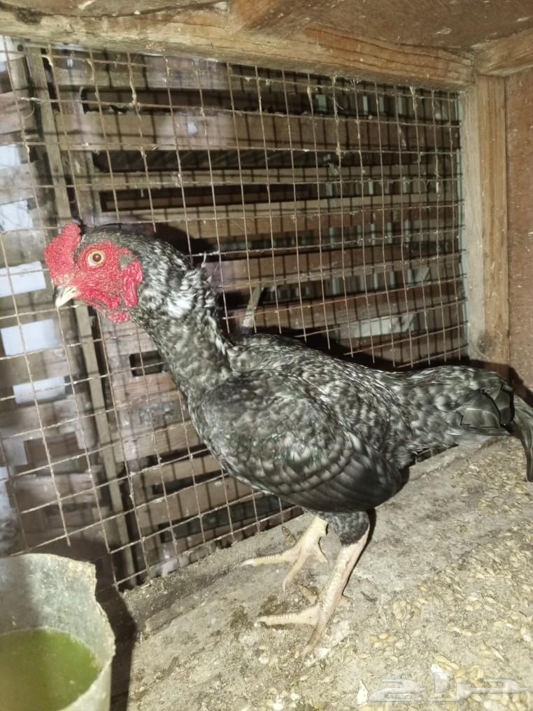 Three small dwarf roosters for sale63083479643393112