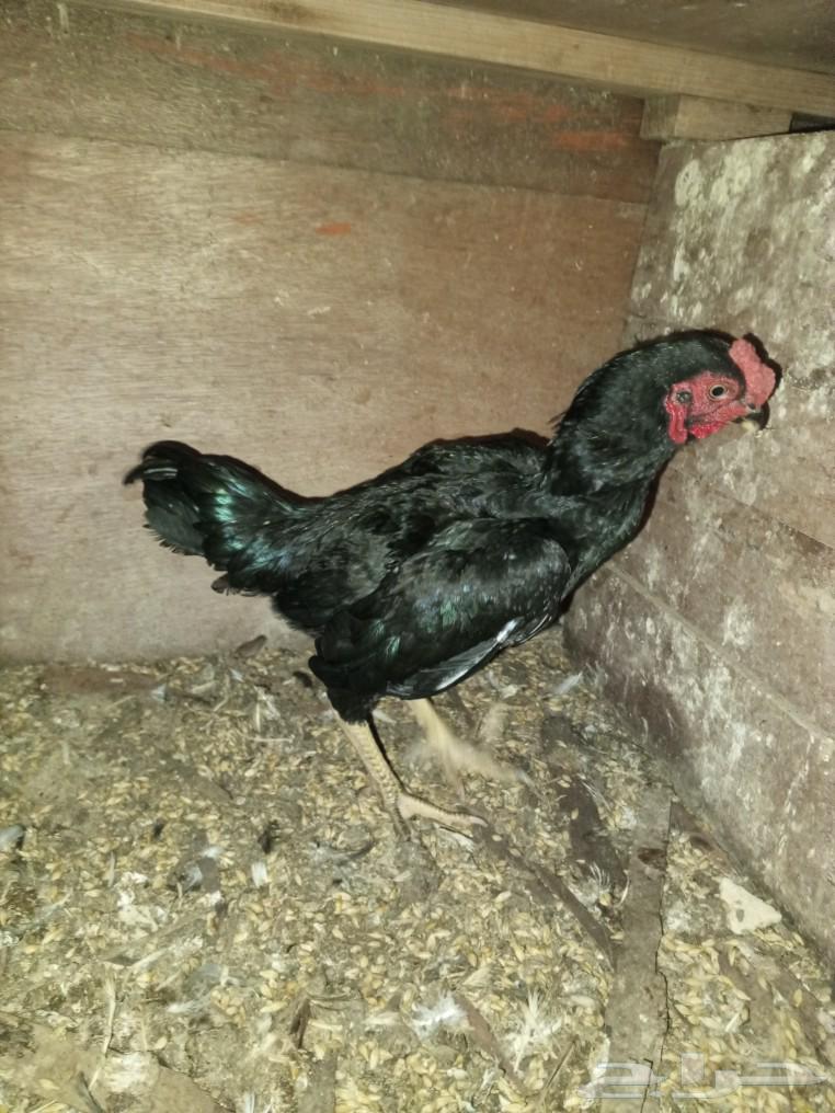 Three small dwarf roosters for sale630834796433931129