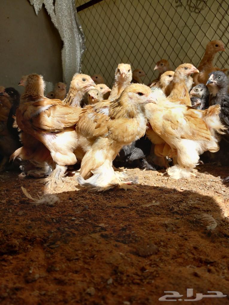 Golden Brahma chicken63083039570947112