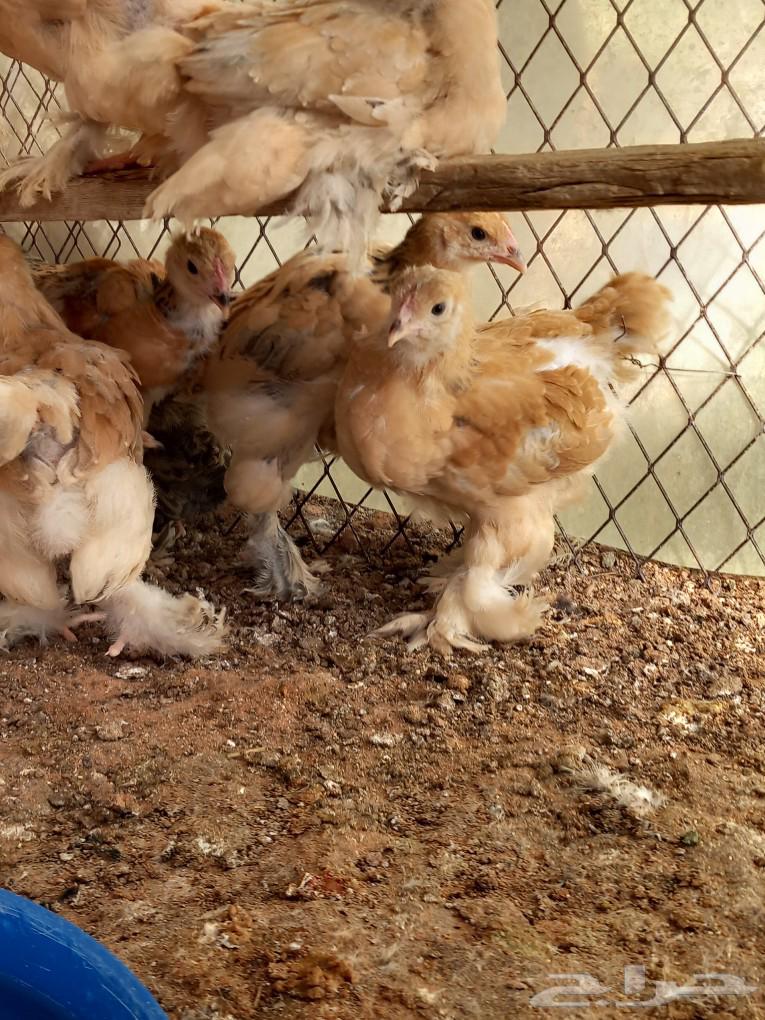 Golden Brahma chicken63083039570947113