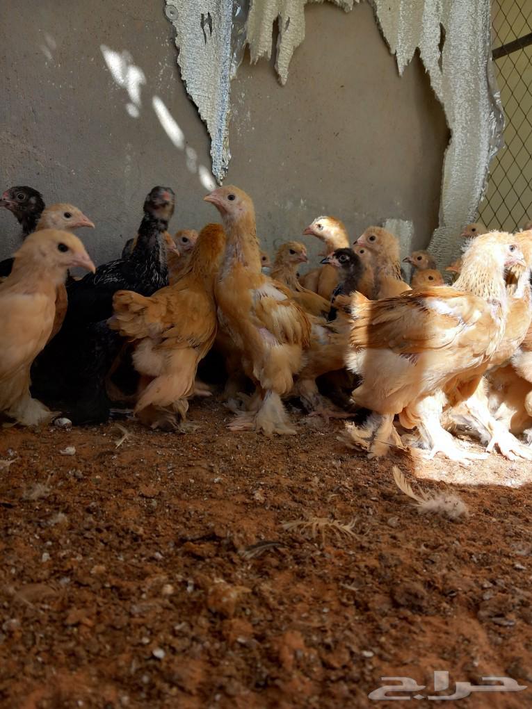 Golden Brahma chicken63083039570947114