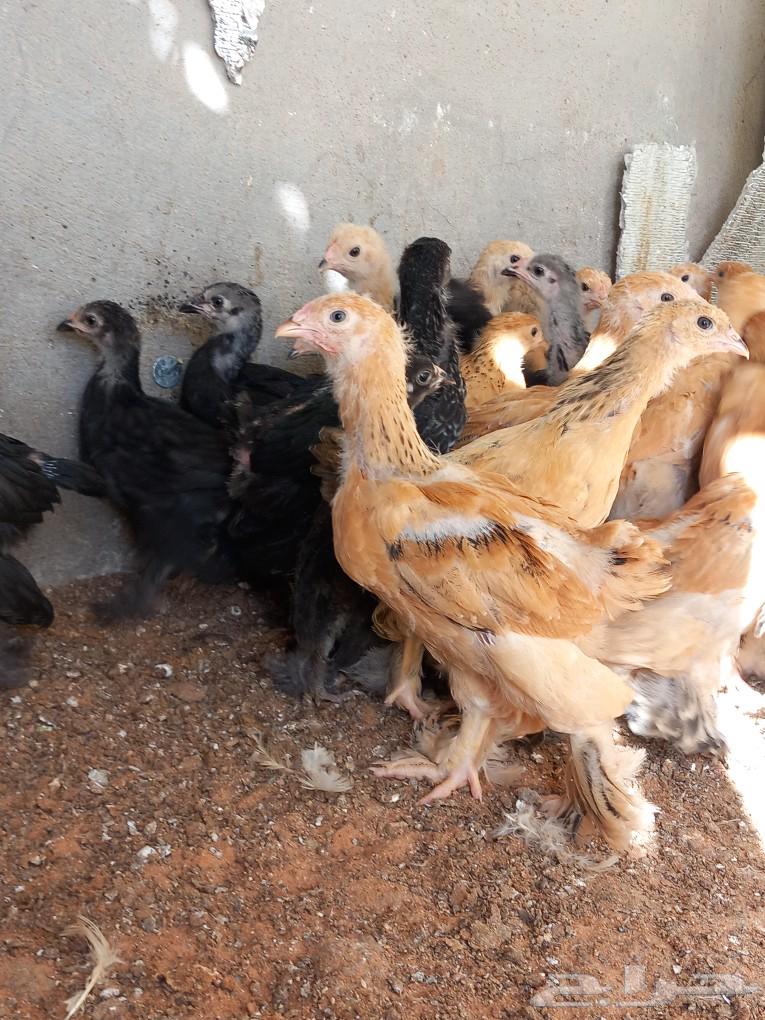 Golden Brahma chicken63083039570947111