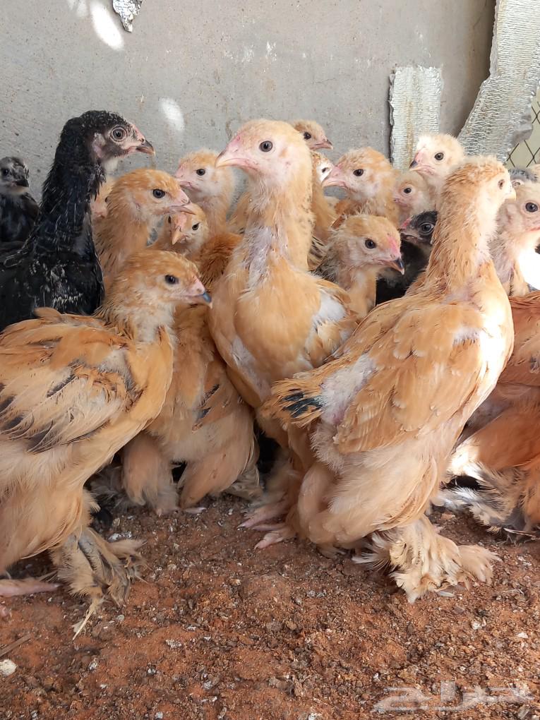 Golden Brahma chicken63083039570947111