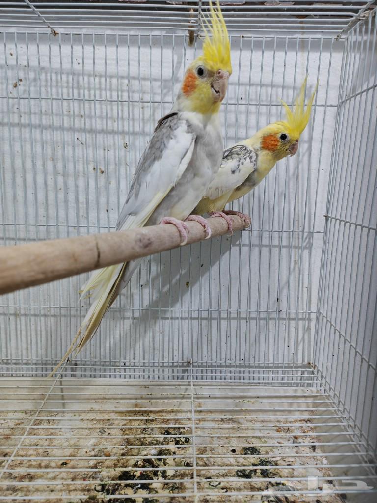 زوج كروان630826996851231114