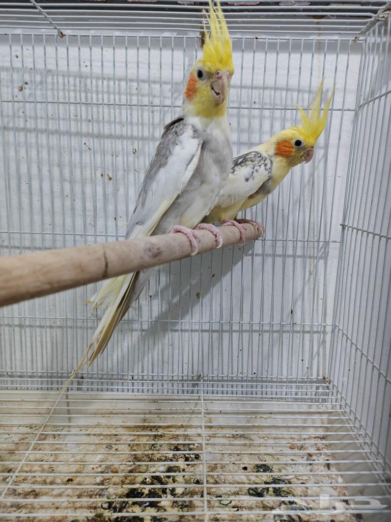 زوج كروان63082699685123111